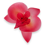 Orhidee din napolitana rosie 11052802 PJT set 20 buc