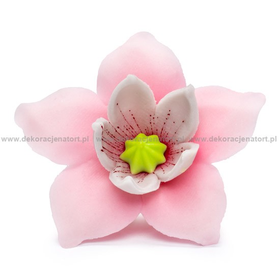 Decoratiuni din zahar Crocus  roz, 1 buc 053203 GPC